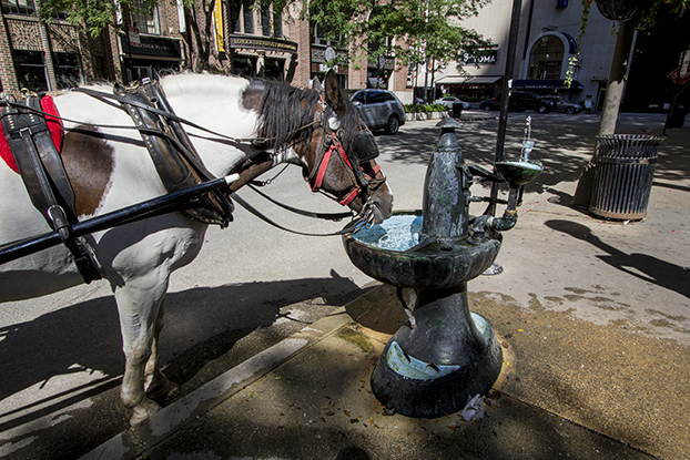 present_horse